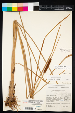 Typha domingensis image