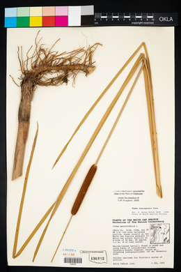 Typha domingensis image