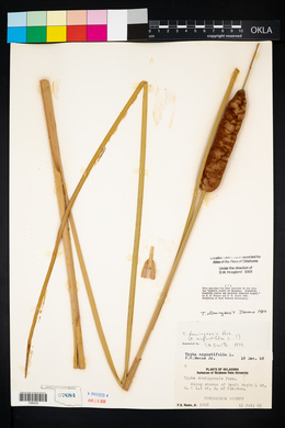 Typha domingensis image