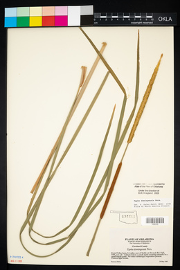 Typha domingensis image