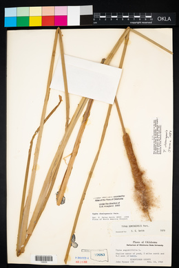 Typha domingensis image