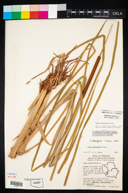 Typha domingensis image