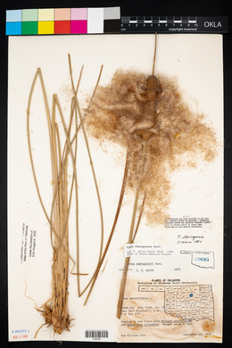 Typha domingensis image