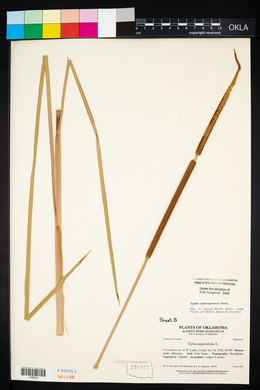 Typha domingensis image