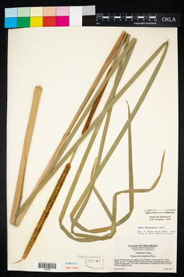 Typha domingensis image