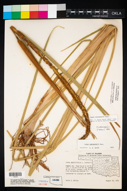 Typha domingensis image