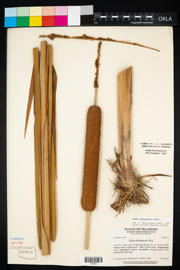 Typha domingensis image