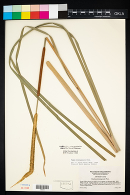 Typha domingensis image