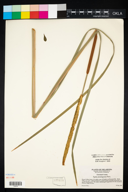 Typha domingensis image