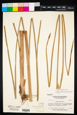 Typha domingensis image