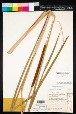 Typha domingensis image