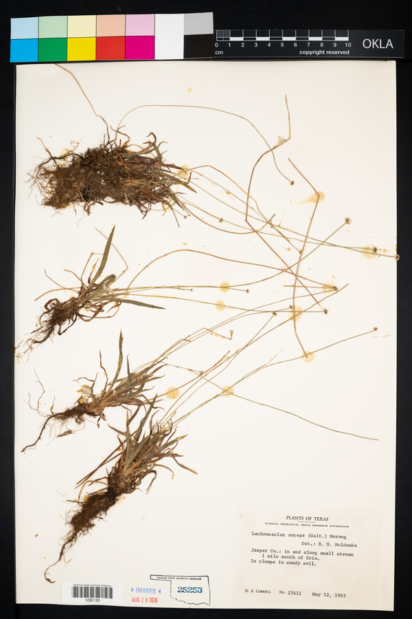 Lachnocaulon anceps image