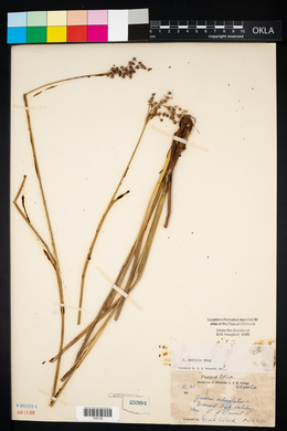 Juncus debilis image