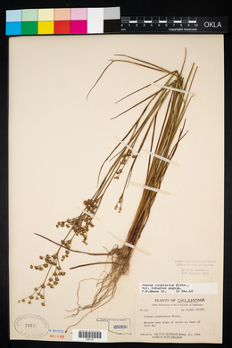 Juncus nodatus image