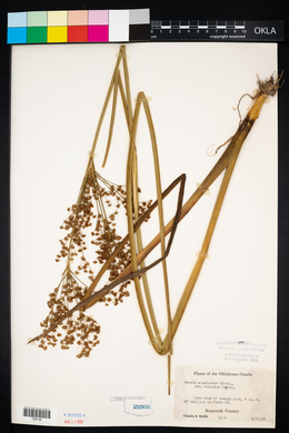 Juncus nodatus image