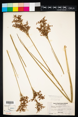 Juncus nodatus image