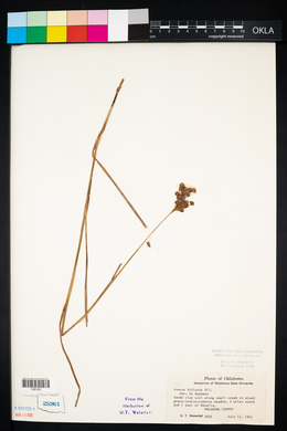 Juncus biflorus image