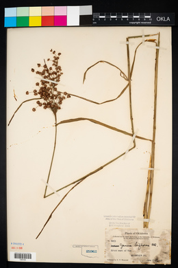 Juncus biflorus image