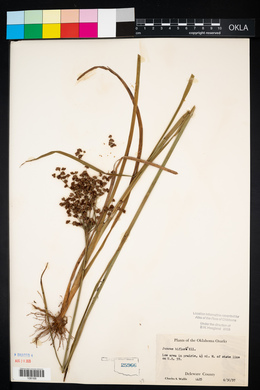 Juncus biflorus image