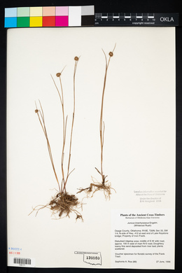 Juncus brachycarpus image