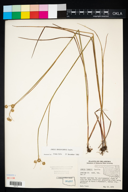 Juncus brachycarpus image