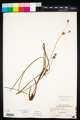 Juncus brachycarpus image