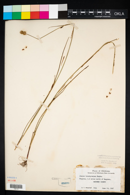 Juncus brachycarpus image