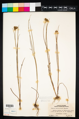 Juncus brachycarpus image