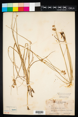 Juncus brachycarpus image