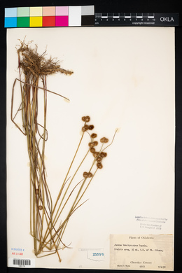 Juncus brachycarpus image