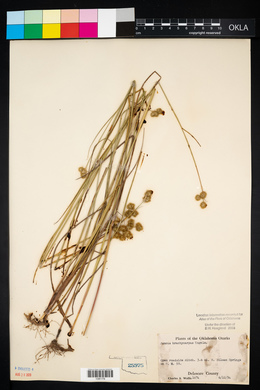 Juncus brachycarpus image