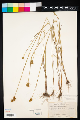 Juncus brachycarpus image