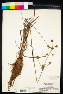 Juncus brachycarpus image