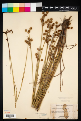 Juncus brachycarpus image