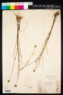 Juncus brachycarpus image