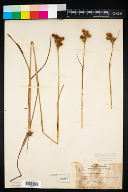 Juncus brachycarpus image