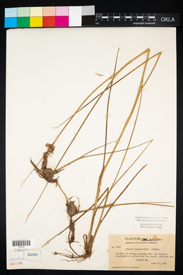 Juncus brachycarpus image