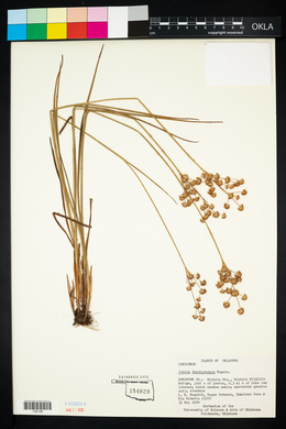 Juncus brachycarpus image