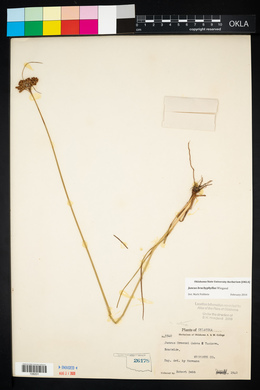 Juncus brachyphyllus image