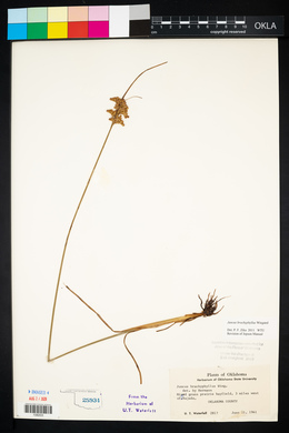 Juncus brachyphyllus image