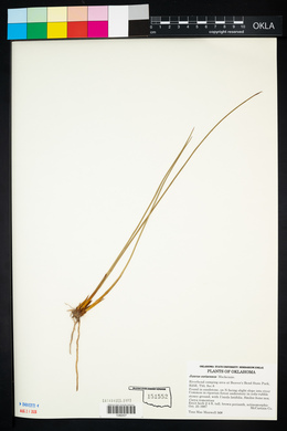 Juncus coriaceus image