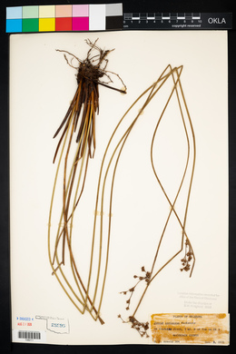 Juncus coriaceus image