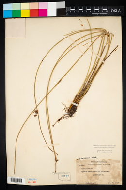 Juncus coriaceus image