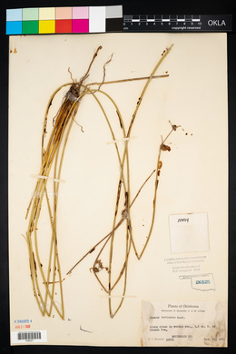 Juncus coriaceus image