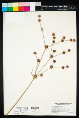 Juncus validus image