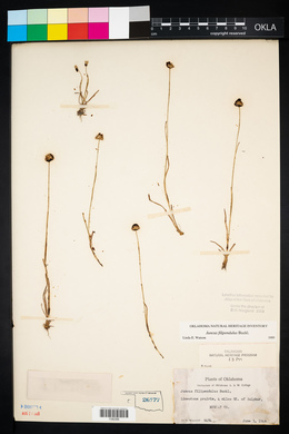 Juncus filipendulus image