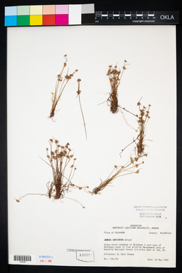 Juncus capitatus image