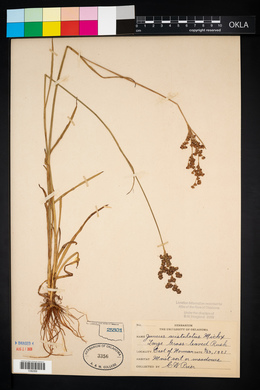 Juncus biflorus image