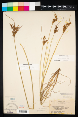 Juncus interior image