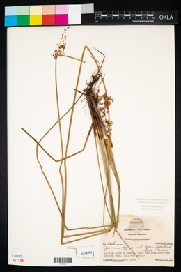 Juncus effusus var. solutus image